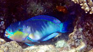 Image result for Chlorurus sordidus