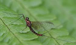 Attēlu rezultāti vaicājumam “Ephemeroptera”