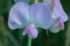 Attēlu rezultāti vaicājumam “Lathyrus latifolius bud”