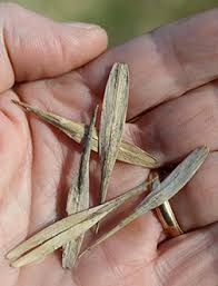 Attēlu rezultāti vaicājumam “Fraxinus pennsylvanica fruit”