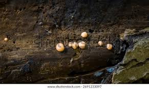 Attēlu rezultāti vaicājumam “Lycogala conicum spores”