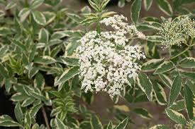 Attēlu rezultāti vaicājumam “Sambucus nigra leaf”