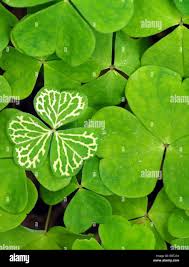 Attēlu rezultāti vaicājumam “Oxalis acetosella leaf”