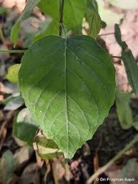 Attēlu rezultāti vaicājumam “Circaea lutetiana leaf”