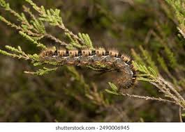 Attēlu rezultāti vaicājumam “Lasiocampa quercus imago”