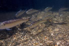 Image result for Alosa aestivalis