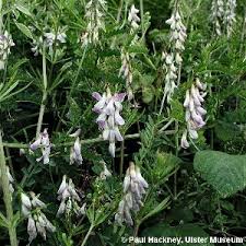 Attēlu rezultāti vaicājumam “Vicia sylvatica”