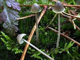 Attēlu rezultāti vaicājumam “Mycena amicta”