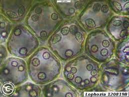 Attēlu rezultāti vaicājumam “Lophozia”