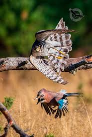 Attēlu rezultāti vaicājumam “Accipiter nisus”