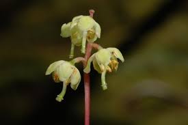 Attēlu rezultāti vaicājumam “Pyrola chlorantha”