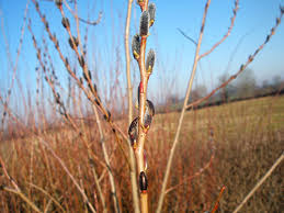 Attēlu rezultāti vaicājumam “Salix purpurea”