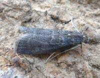 Attēlu rezultāti vaicājumam “Ortholepis betulae”