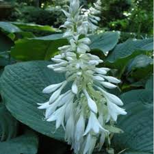 Image result for Hosta sieboldiana 'Elegans'