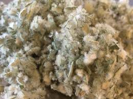 Attēlu rezultāti vaicājumam “Verbascum thapsus fruit”