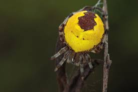 Attēlu rezultāti vaicājumam “Araneus marmoreus”