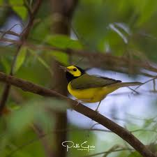 Image result for Wilsonia citrina