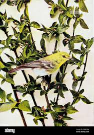 Image result for Vireo flavifrons