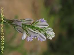 Attēlu rezultāti vaicājumam “Polygalaceae”