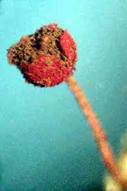 Attēlu rezultāti vaicājumam “Physarum murinum”