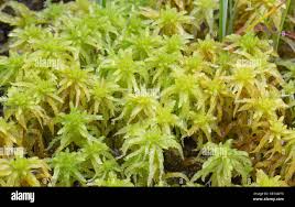 Attēlu rezultāti vaicājumam “Sphagnum inundatum”