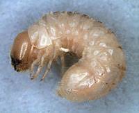 Attēlu rezultāti vaicājumam “Anobiidae”