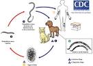 DPDx - Hookworm