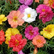 Attēlu rezultāti vaicājumam “Portulaca oleracea flower”
