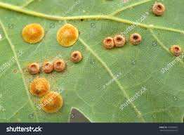 Attēlu rezultāti vaicājumam “Neuroterus quercusbaccarum”