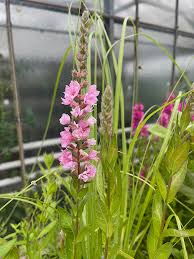 Image result for Blutweiderich