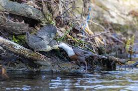 Attēlu rezultāti vaicājumam “Cinclus cinclus adult”