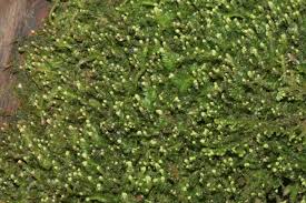 Attēlu rezultāti vaicājumam “Odontoschisma denudatum cells”