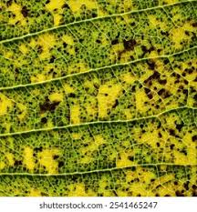 Attēlu rezultāti vaicājumam “Coleosporium sp.”