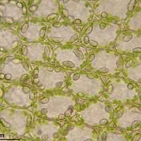 Attēlu rezultāti vaicājumam “Leiocolea collaris”