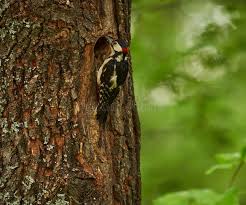Attēlu rezultāti vaicājumam “Dendrocopos medius nest”