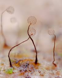 Attēlu rezultāti vaicājumam “Cribraria sp.”