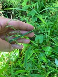 Attēlu rezultāti vaicājumam “Cinna latifolia”