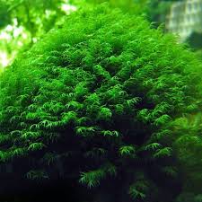 Attēlu rezultāti vaicājumam “Fissidens”