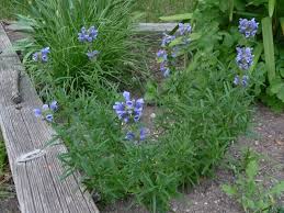 Attēlu rezultāti vaicājumam “Dracocephalum ruyschiana fruit”