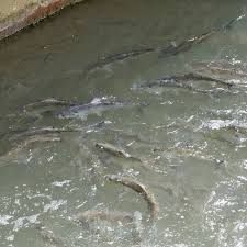 Image result for Alosa sapidissima