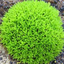 Attēlu rezultāti vaicājumam “Barbula unguiculata”