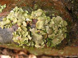 Attēlu rezultāti vaicājumam “Dermatocarpon luridum”