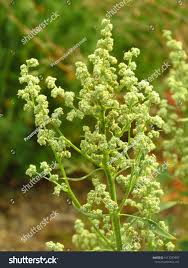 Attēlu rezultāti vaicājumam “Chenopodium album flower”