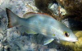 Image result for Lutjanus mahogoni