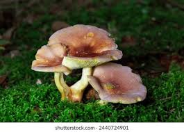 Attēlu rezultāti vaicājumam “Tricholomopsis rutilans”