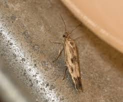 Attēlu rezultāti vaicājumam “Scythris limbella”