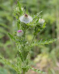 Attēlu rezultāti vaicājumam “Cirsium x rigens flower”