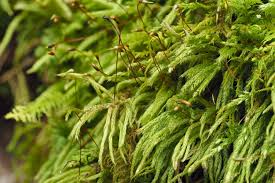 Attēlu rezultāti vaicājumam “Brachythecium”