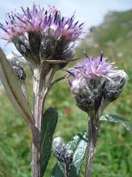 Attēlu rezultāti vaicājumam “Saussurea esthonica flower”