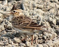 Attēlu rezultāti vaicājumam “Alauda arvensis”